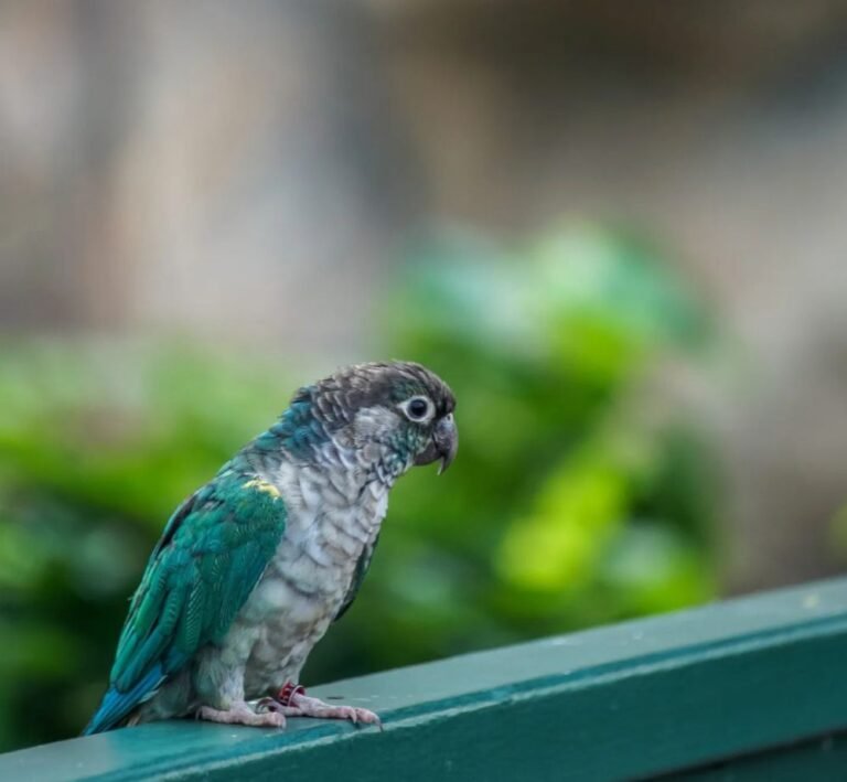 Wisata Jakarta Bird Land3 768x709