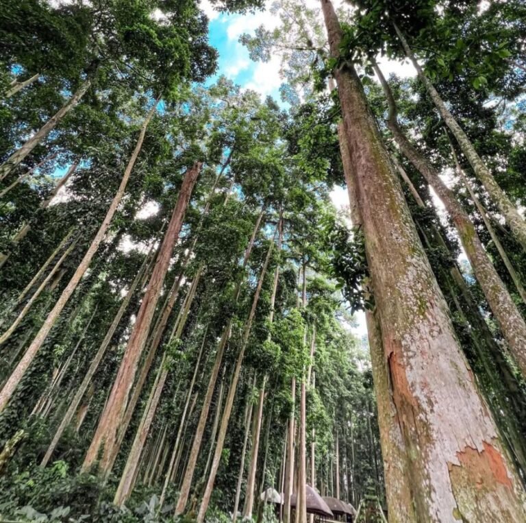 0851030281812 768x763