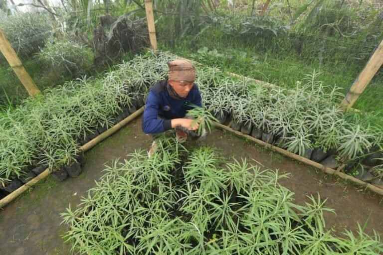 Desa Wisata Edelweiss Wonokitri3 768x512