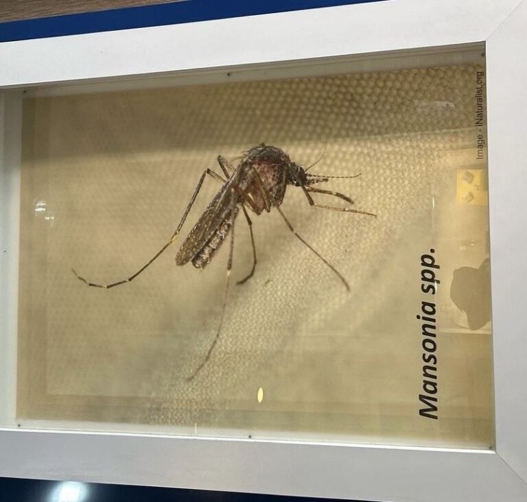 Museum Nyamuk4 768x732