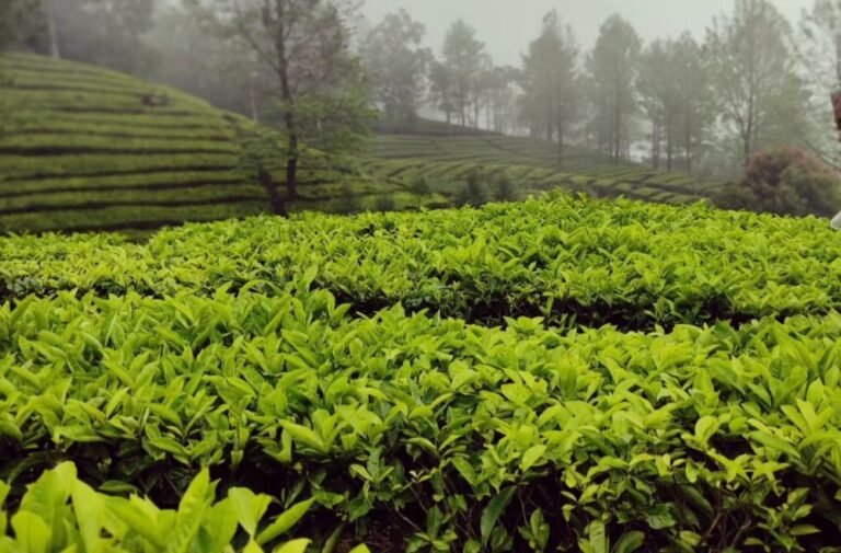 Agrowisata Gunung Mas5 768x505