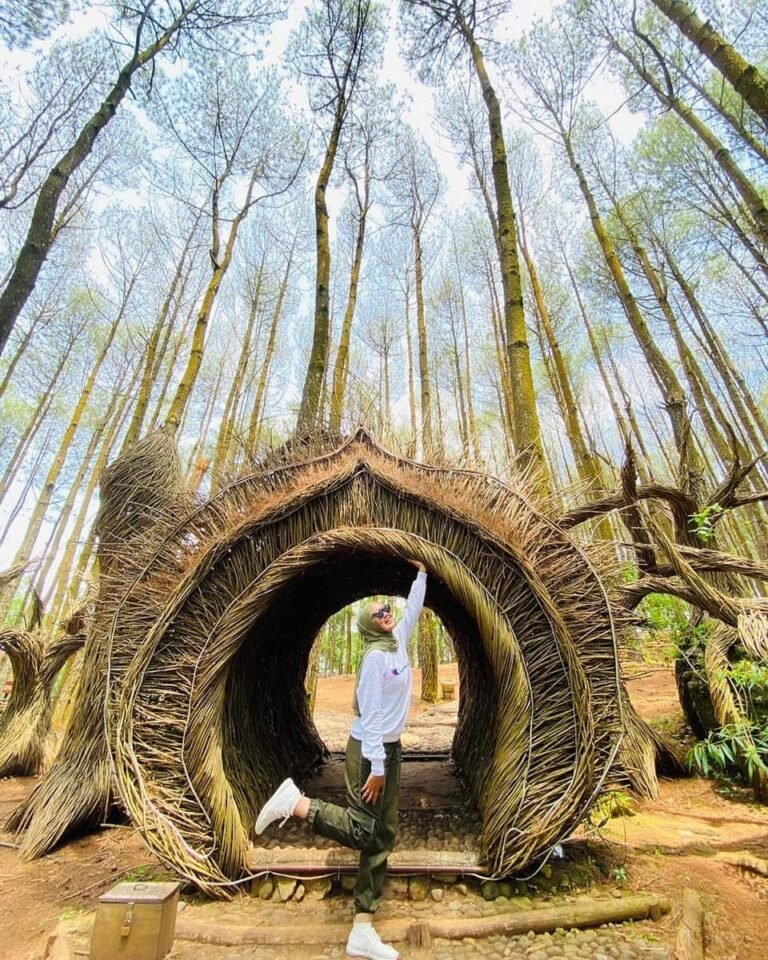 Hutan Pinus Pengger4 768x960