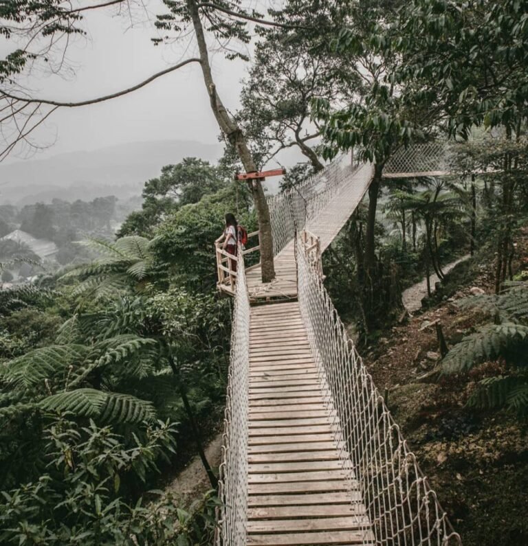 Wisata Bukit Halimun1 768x795