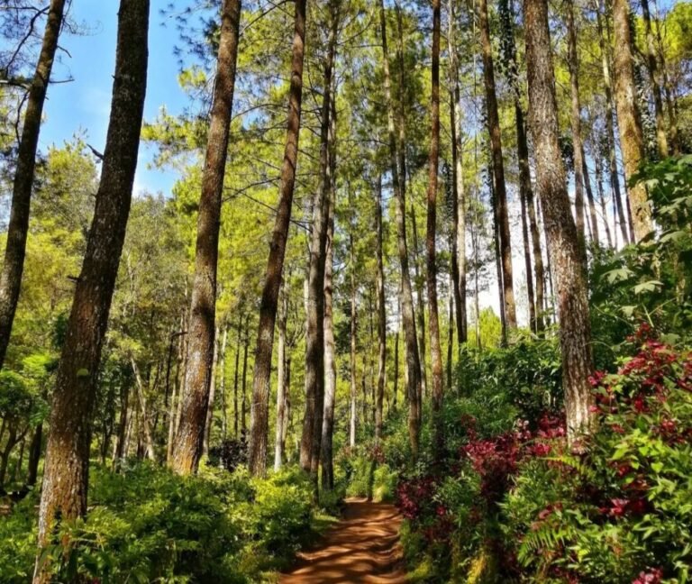 bumi perkemahan bedengan malang5 768x648