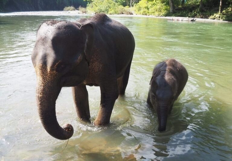 tangkahan cru4 768x535