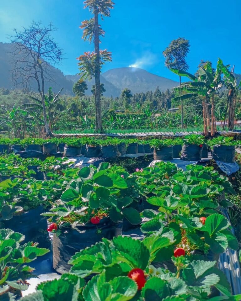 taman strawberry curug cimpedak tegal5 768x960