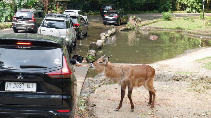 Peraturan Pengunjung di Taman Safari, Ketahui Jika Tidak Ingin Masuk Daftar HItam