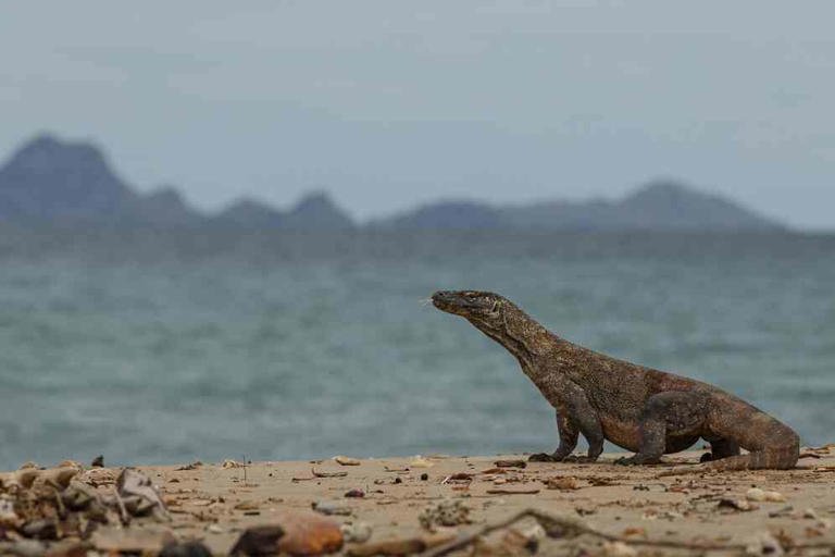5 Alasan Kenapa Kamu Harus Melakukan Komodo Trip dari Lombok