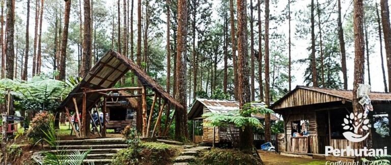 foto dan logo pht copyright 2022 hutan pinus kalilo 2022 768x325