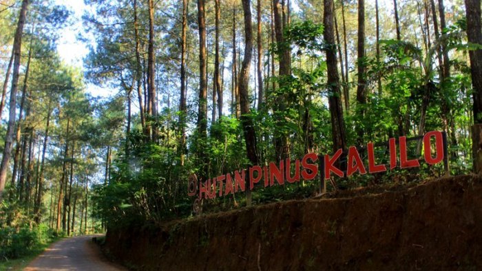 hutan pinus kalilo