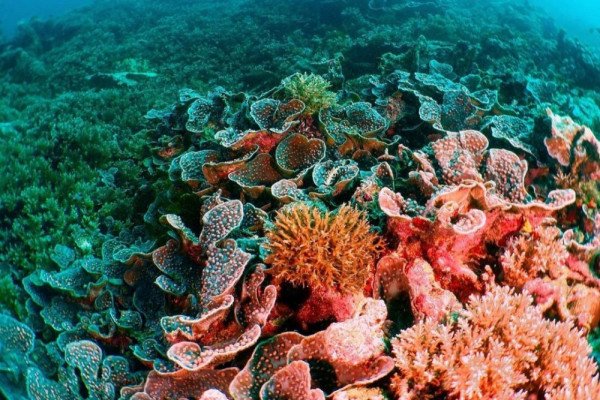 lava flow banda neira