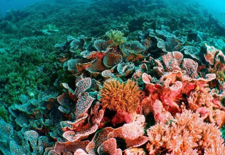 lava flow banda neira3 768x528