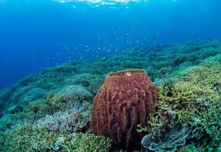 lava flow banda neira5 768x530