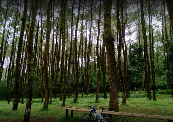 hutan pinus ngandong