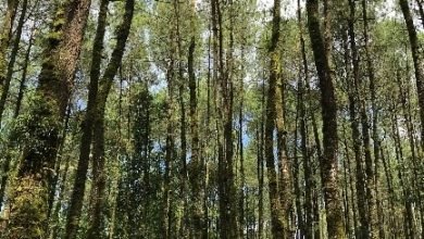 potensi wisata tersembunyi di pinus ngandong 390x220 1