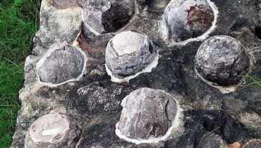 Bukan dari tulang, rahasia usia dinosaurus ternyata tersembunyi di kulit telurnya