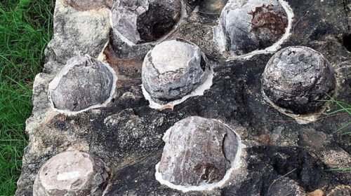 Bukan dari tulang, rahasia usia dinosaurus ternyata tersembunyi di kulit telurnya